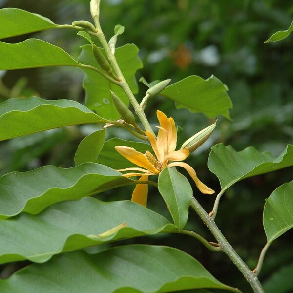 Magnolia champaca പുഷ്പം