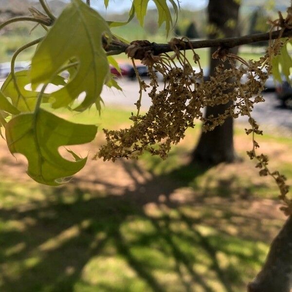 Quercus coccinea Flor