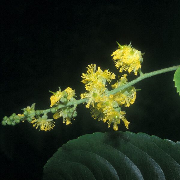 Banara guianensis Flower