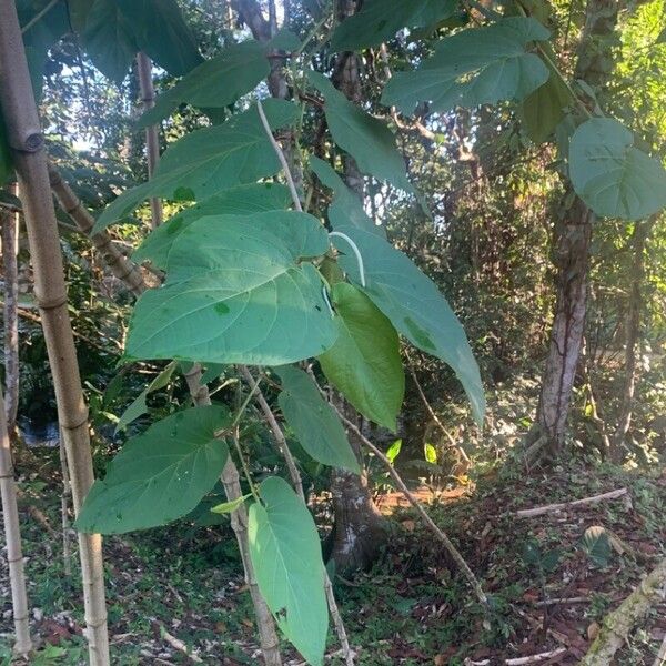 Piper auritum Floare