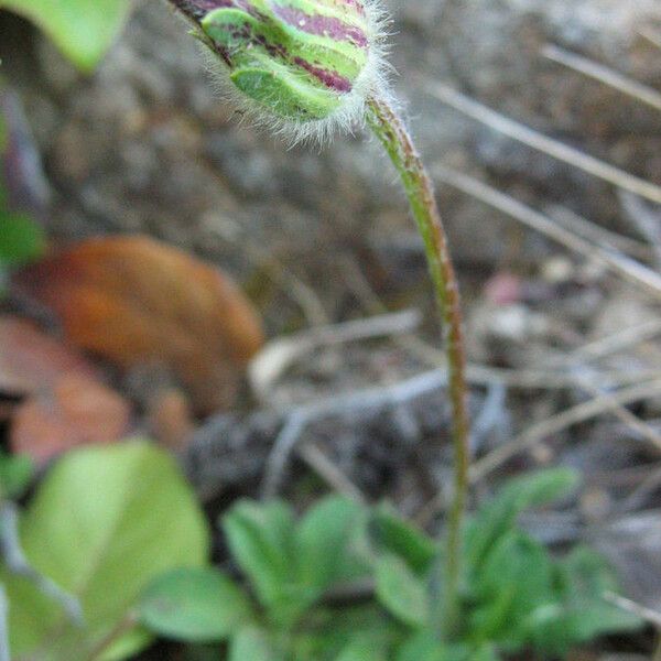 Agoseris apargioides Хабит