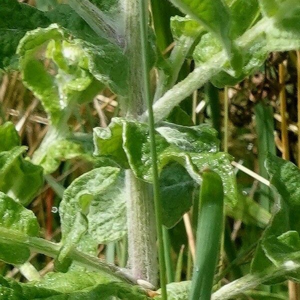 Pulicaria dysenterica Casca