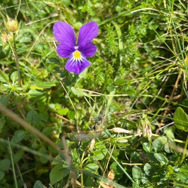 Viola lutea Lorea