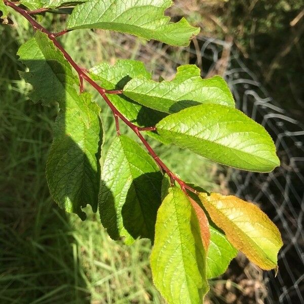 Prunus domestica 葉