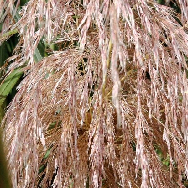 Cortaderia selloana Кветка