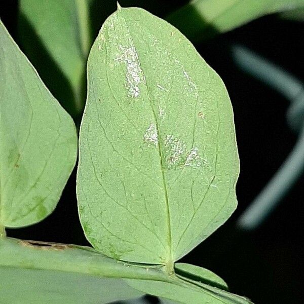 Lathyrus ochrus Leaf