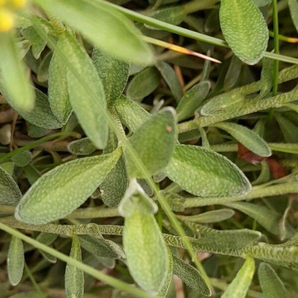Alyssum montanum Leaf