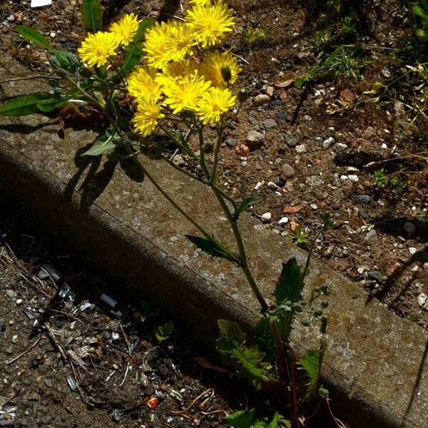 Crepis vesicaria Habit