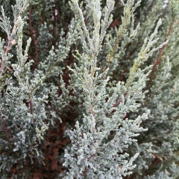 Juniperus scopulorum Yaprak