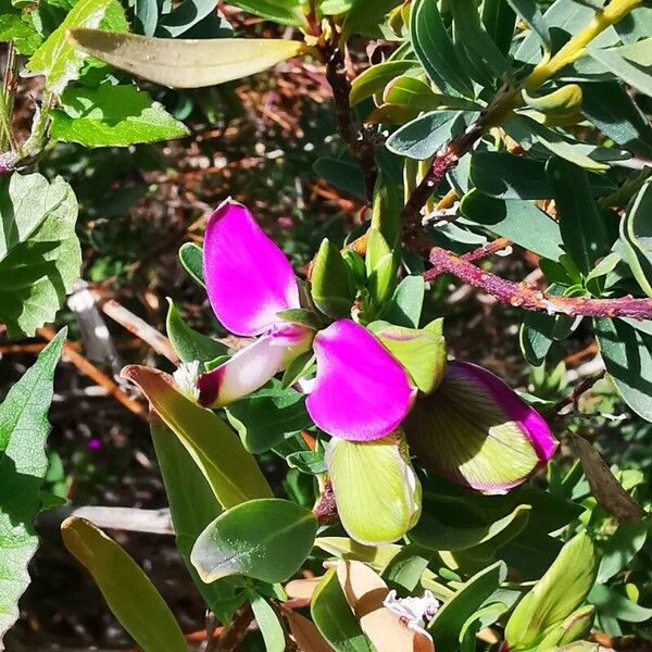 Polygala myrtifolia Floare