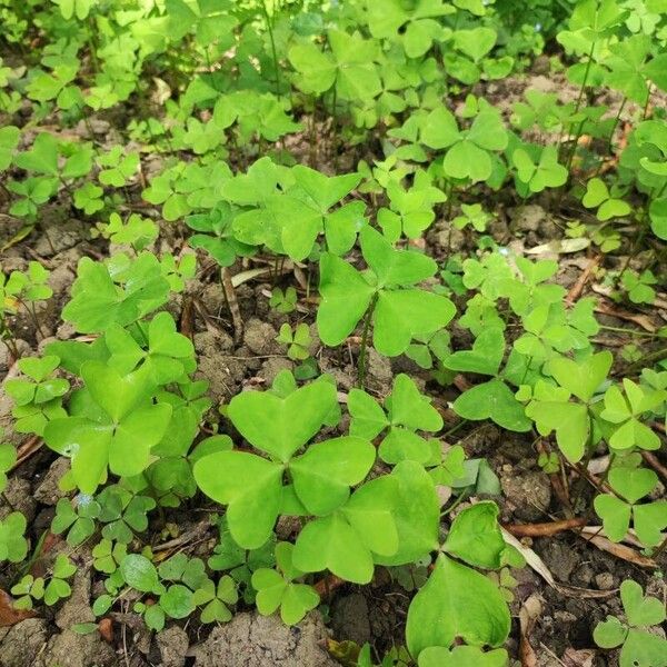 Oxalis latifolia Folha