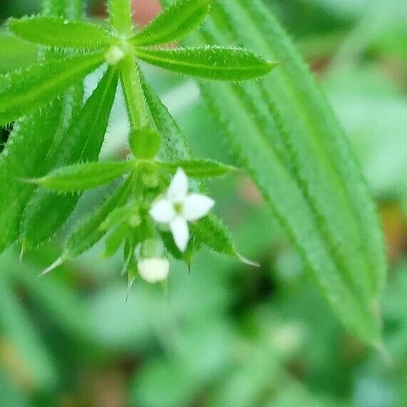 Galium aparine Kwiat