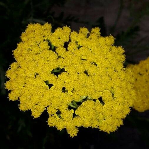 Achillea filipendulina फूल