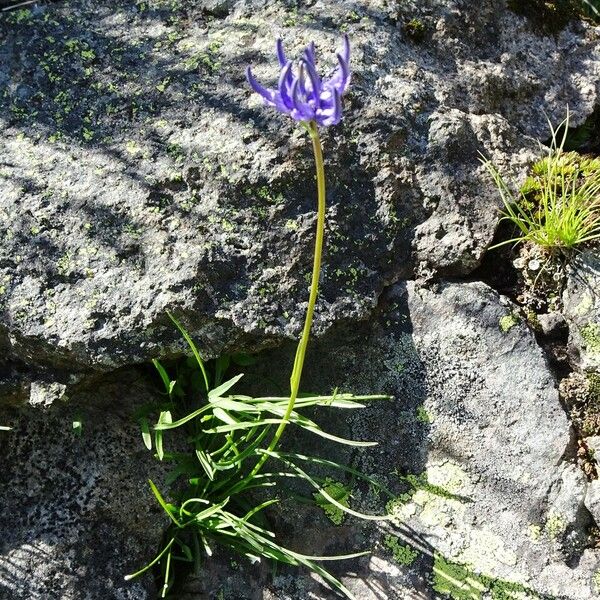 Phyteuma hemisphaericum Alkat (teljes növény)