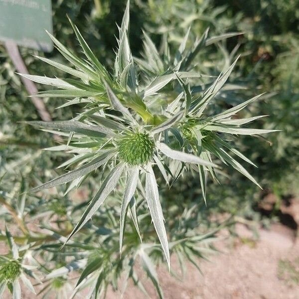 Eryngium amethystinum Frunză