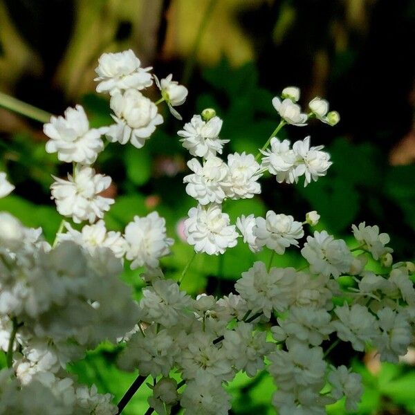 Filipendula vulgaris Kwiat