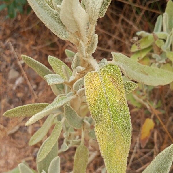 Phlomis purpurea Blad