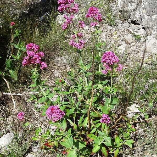 Valeriana rubra Habit