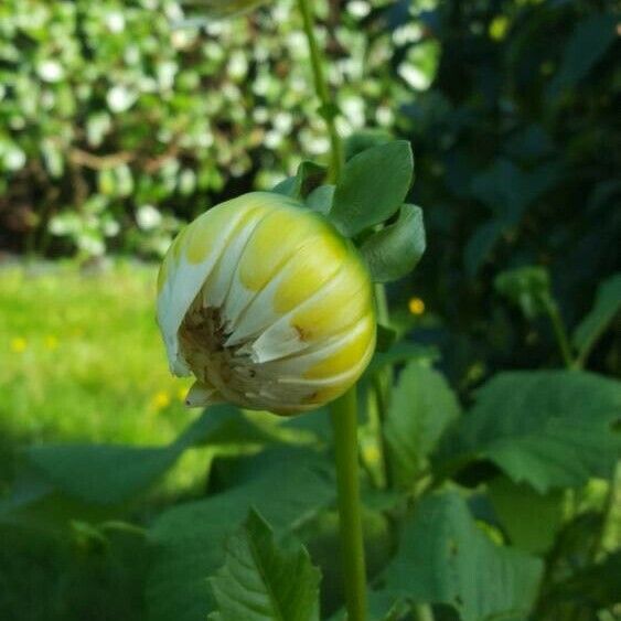 Dahlia pinnata Квітка