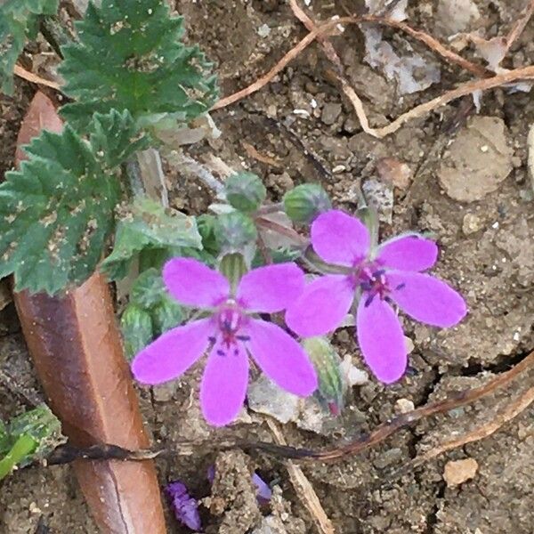 Erodium aethiopicum Цвят