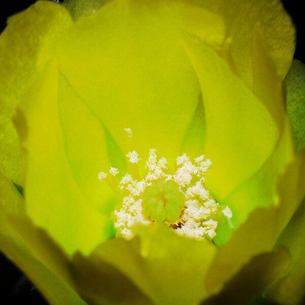 Opuntia ficus-indica Flor