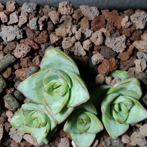 Aeonium haworthii Ліст