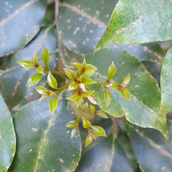Cryptocarya woodii Leaf