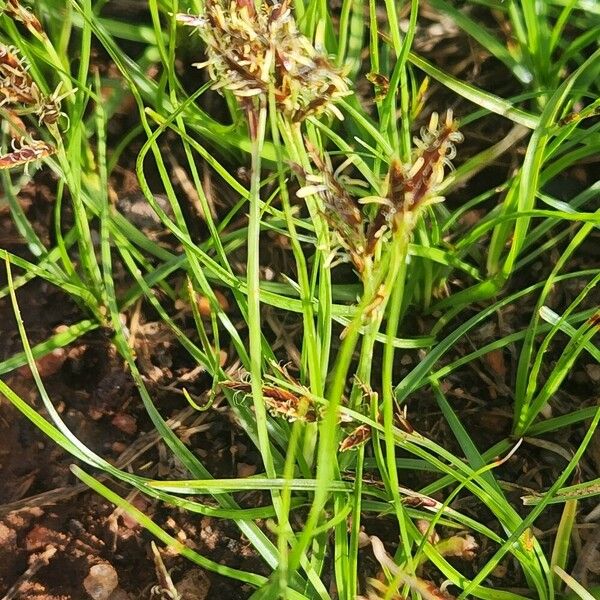 Cyperus blysmoides Leaf