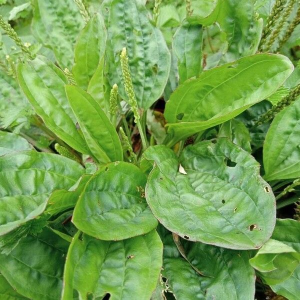 Plantago major Leaf