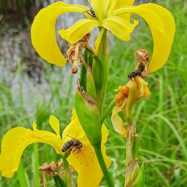 Iris pseudacorus Λουλούδι