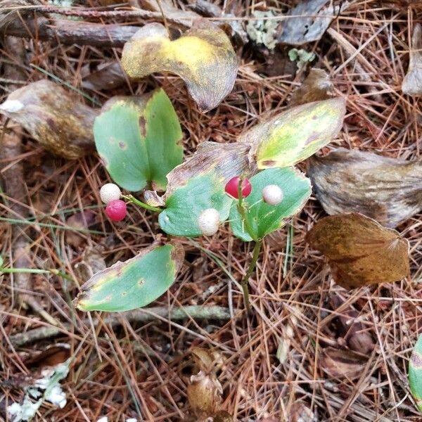 Maianthemum canadense Fruit