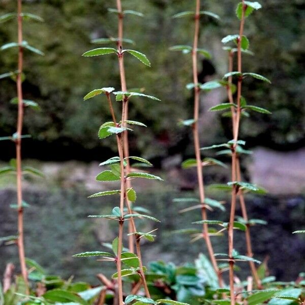 Berberis julianae অন্যান্য