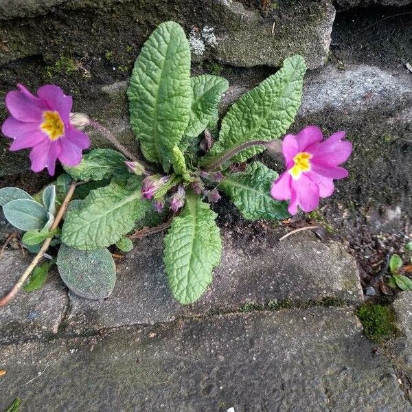 Primula vulgaris 整株植物