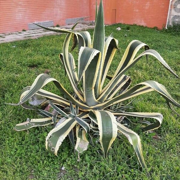 Agave americana Habit