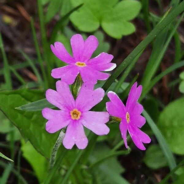 Primula farinosa Kvet