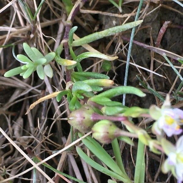 Spergularia media Feuille