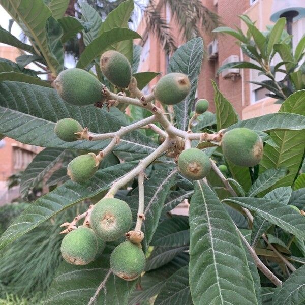 Eriobotrya japonica Fruit