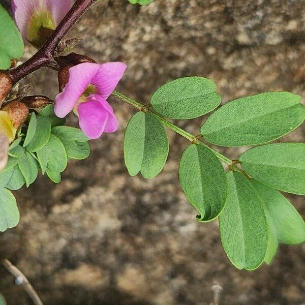 Tephrosia subtriflora 花