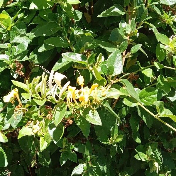 Lonicera japonica (Japanese honeysuckle)