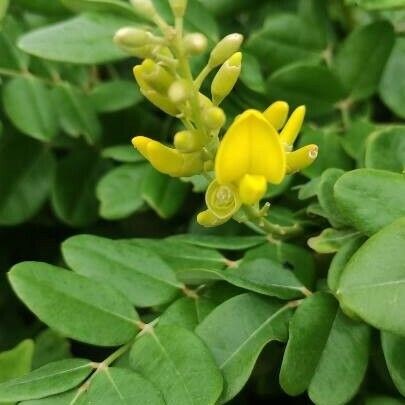 Sophora tomentosa Blad