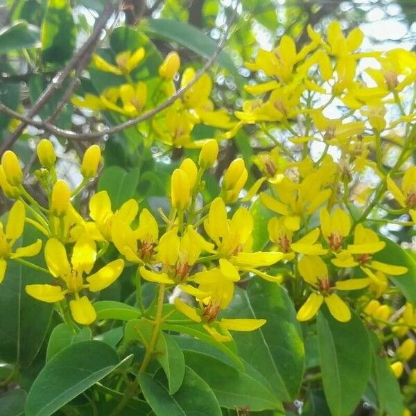 Tristellateia australasiae Flor