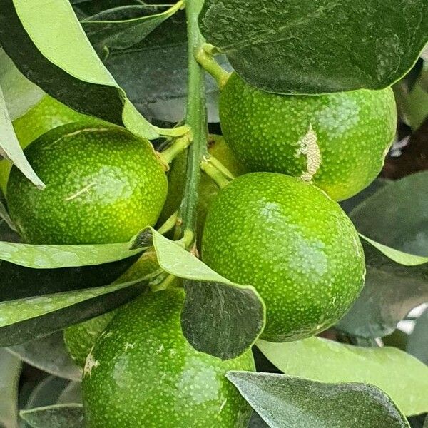 Citrus japonica Frukto