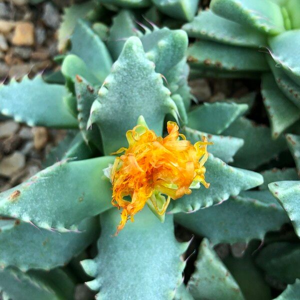 Faucaria tigrina Habitus