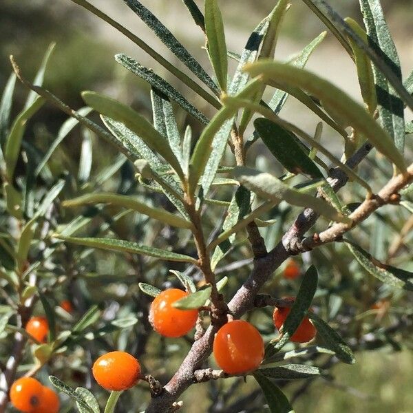 Hippophae rhamnoides Inny