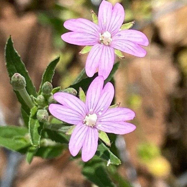 Epilobium obscurum 花