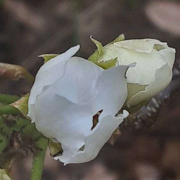 Pyrus pyrifolia Flower