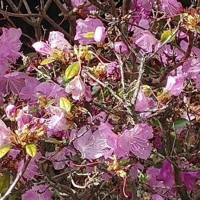 Rhododendron dauricum ᱵᱟᱦᱟ