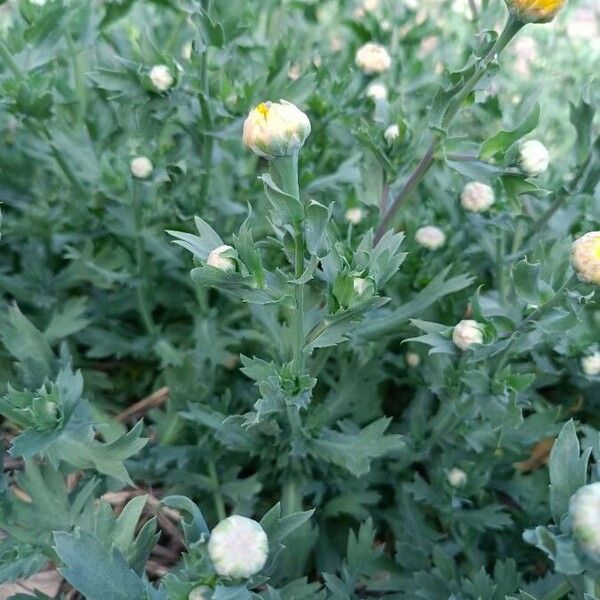 Glebionis segetum Leaf