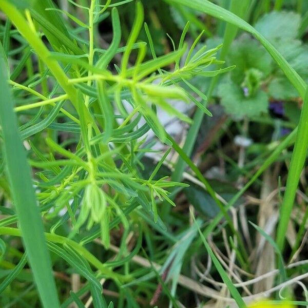 Euphorbia cyparissias Leaf