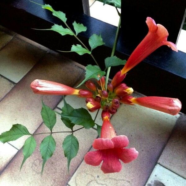 Campsis radicans Blomst